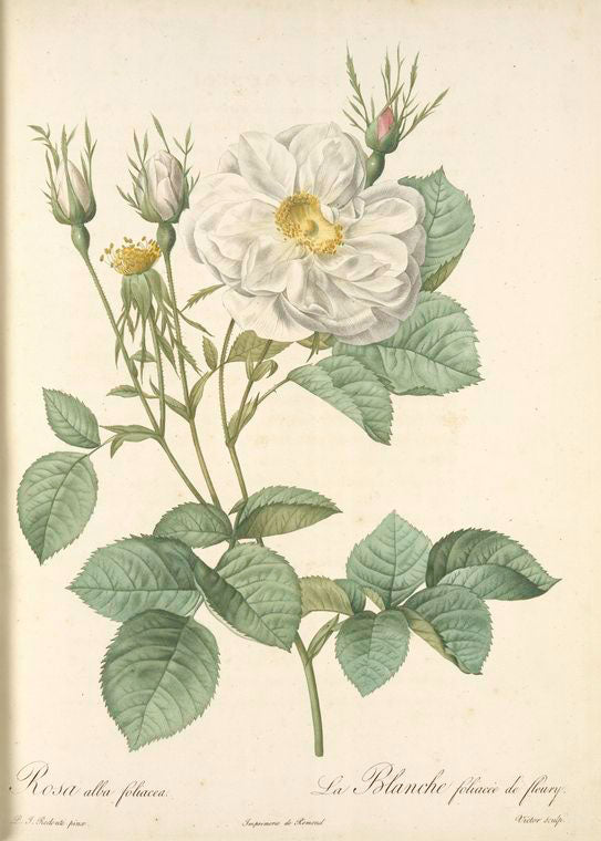 Rosa Alba foliacea; Variete du Rosier  blanc