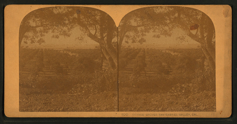 Orange Groves, San Gabriel Valley, Cal.