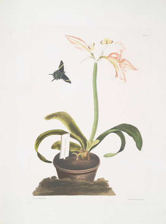 Amaryllis miniata