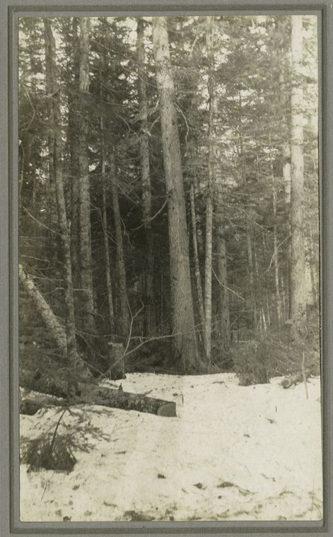 A typical stand of spruce and fir.
