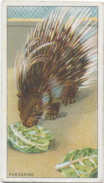 Porcupine.