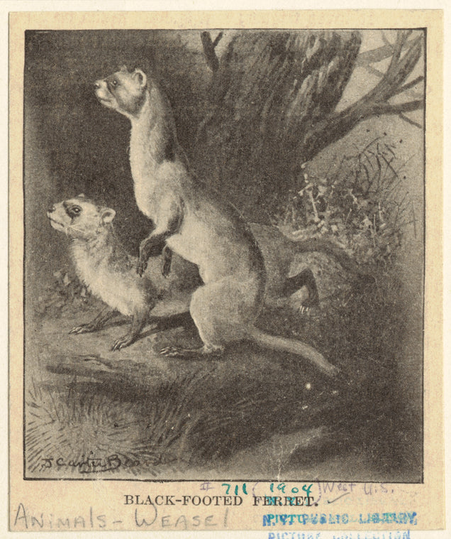 Black-footed ferret