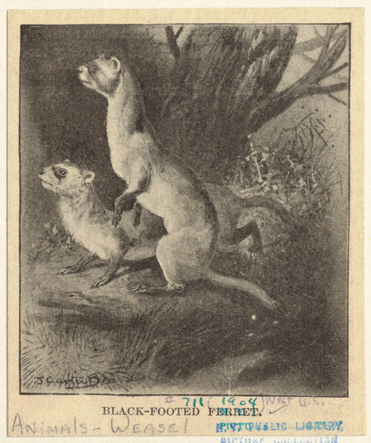 Black-footed ferret