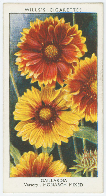 Gaillardia.