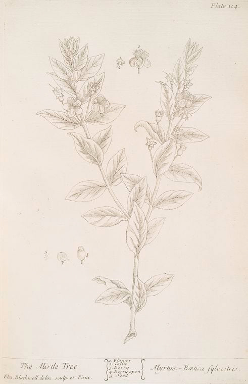 The mirtle-tree