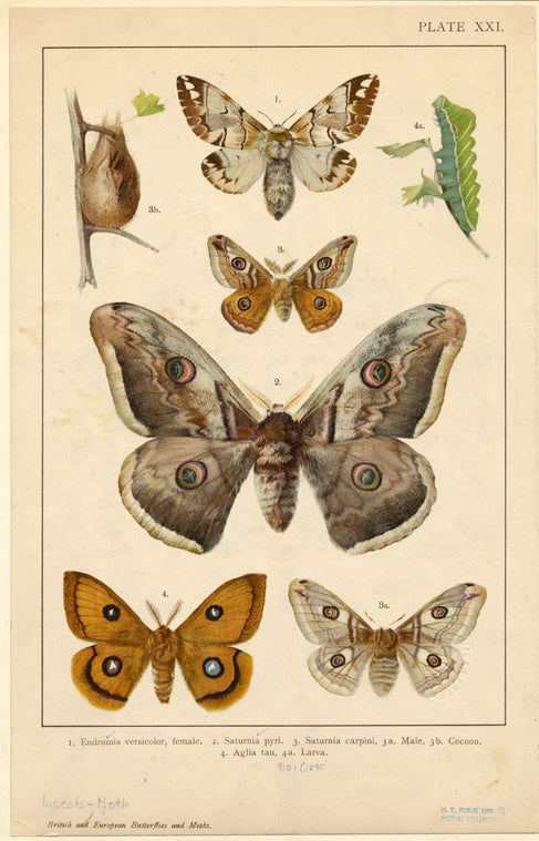 Moths and green caterpillars