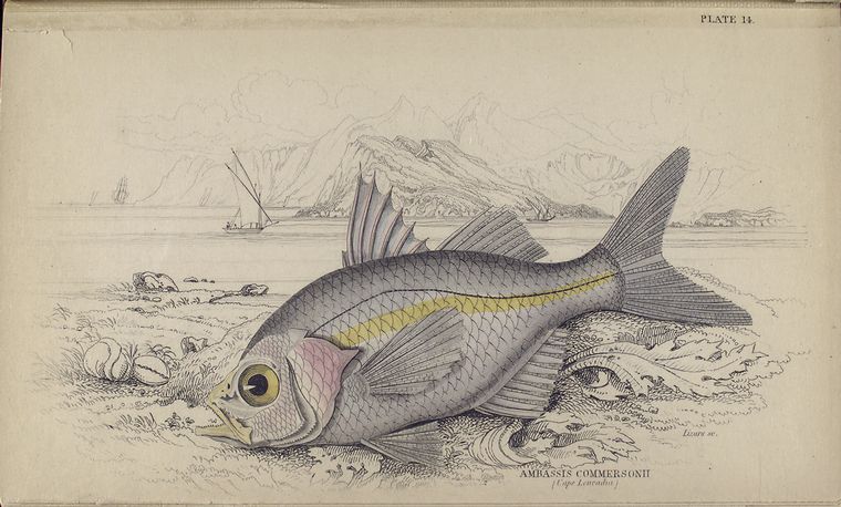 Ambassis Commersonii (Cape Leucadut).
