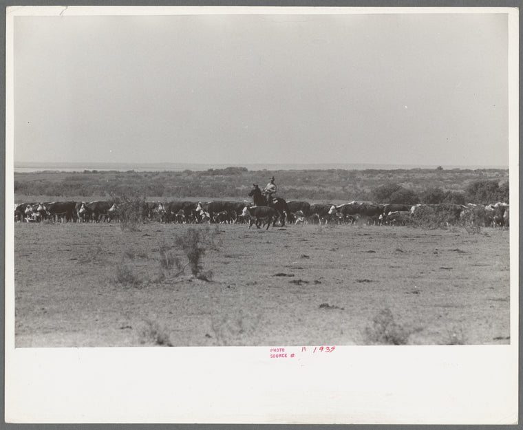 Cutting out a calf for branding from herd. Cattle ranch near Spur, Texas