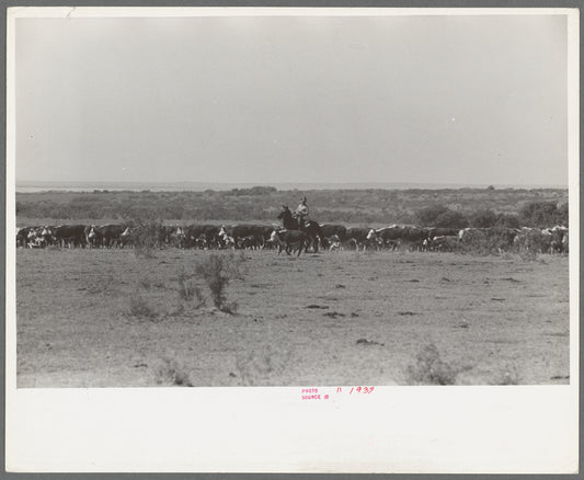 Cutting out a calf for branding from herd. Cattle ranch near Spur, Texas