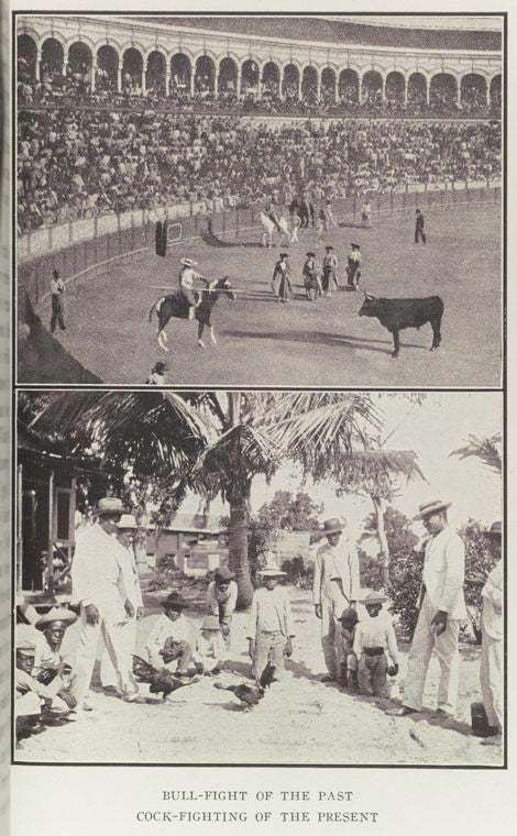 Bull-fight of the past. ; Cock-fighting of the present.