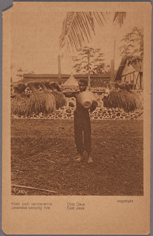 Javanese carrying rice, East Java.