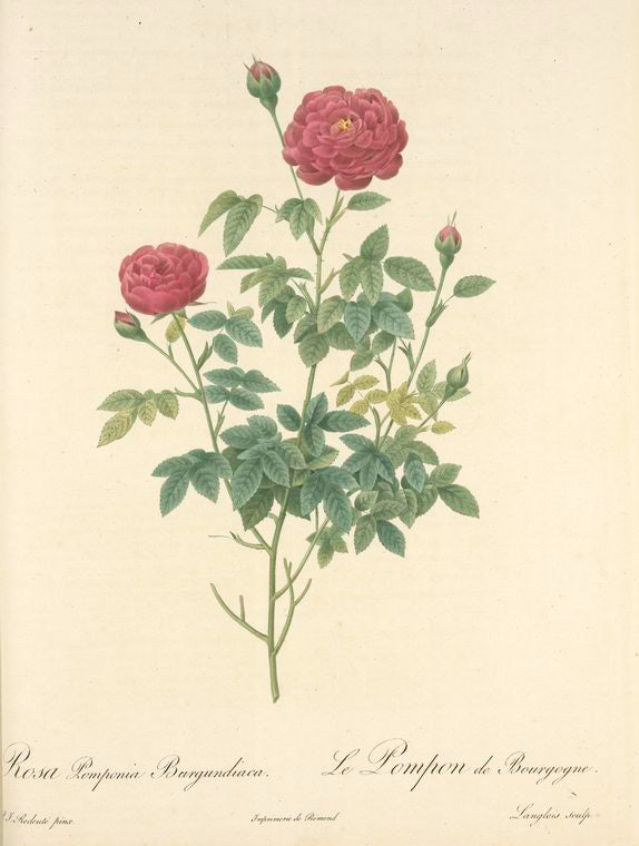 Rosa Pomponia Burgundiaca; Rosier a centfeuilles, variete (syn.); Rosier Pompon de Bourgogne; Rosier Pompon a fleurs pourpres (syn.)