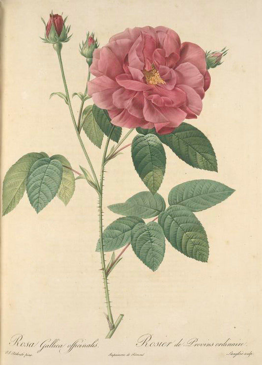 Rosa Gallica Officinalis; Rosier des Apothicaires