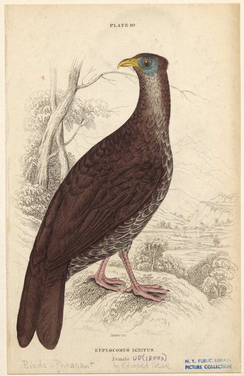 Euplocomus ignitus, female