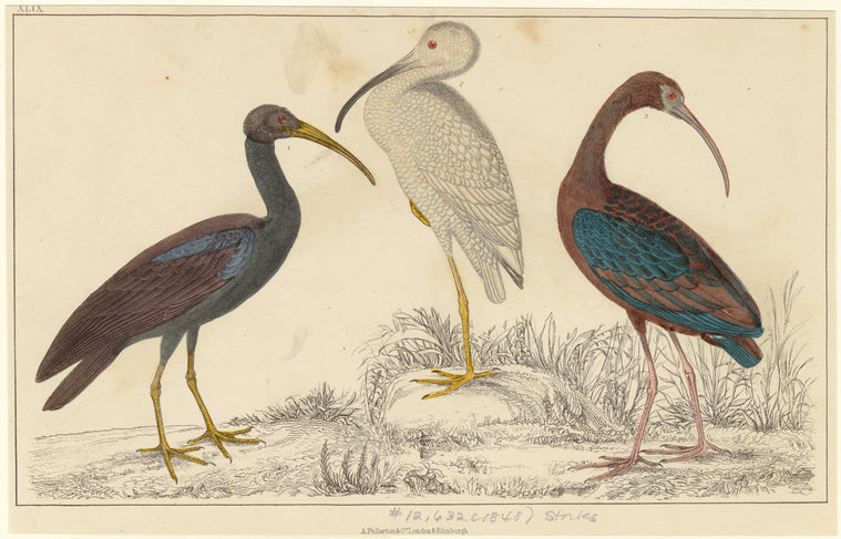 Storks