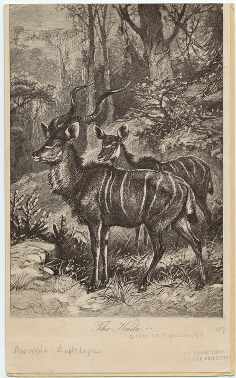 The kudu
