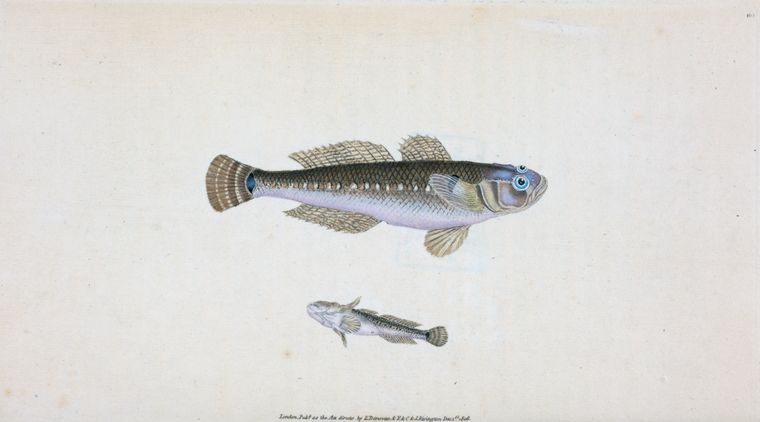Black Goby, Gobius Niger