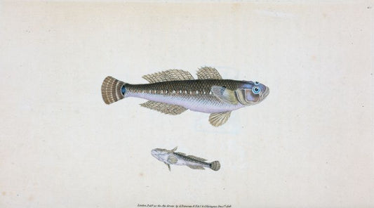 Black Goby, Gobius Niger