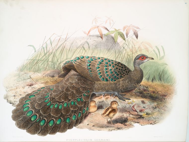 Polyplectron Germaini.