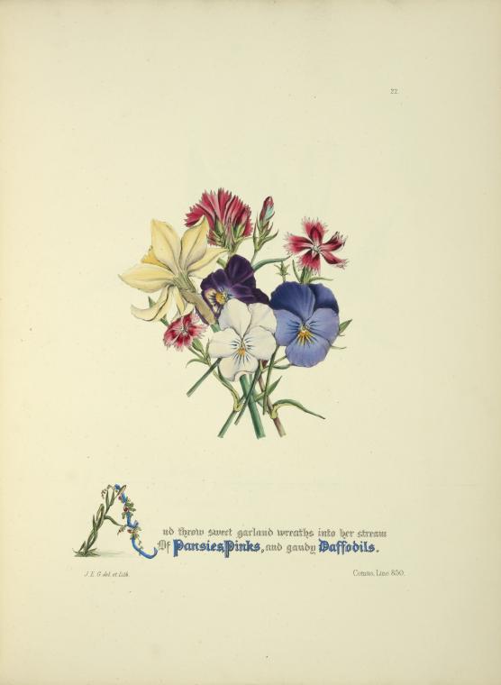 Pansies, pinks and daffodils