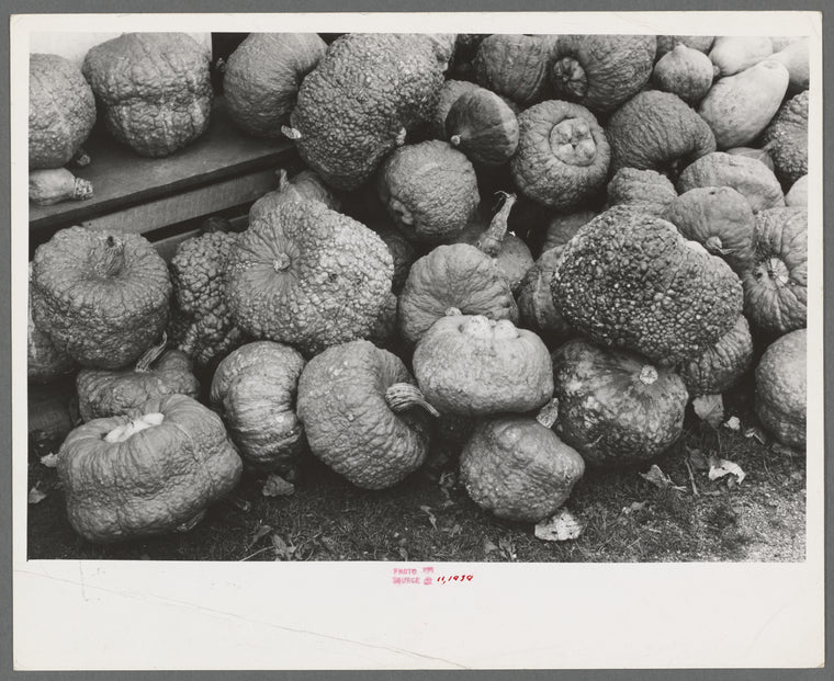 Pumpkins at market near Greenfield, Mass