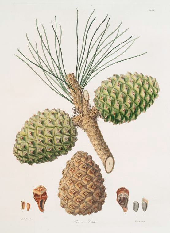 Pinus pinea = The stone pine