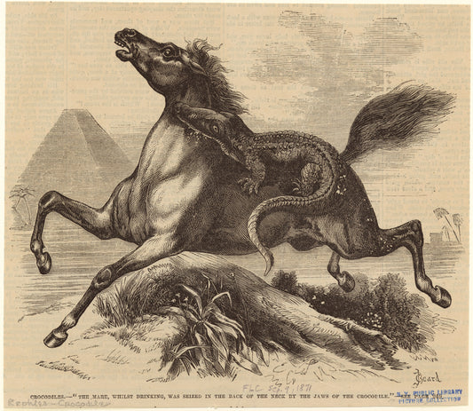 Crocodiles -- "The mare, whilst drinking, was seized in the back of the neck by the jaws of the crocodile"