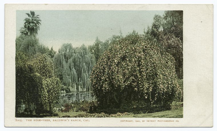 Rose Tree, Baldwins Ranch, Pasadena, Calif.