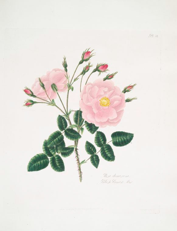 Rosa damascena
