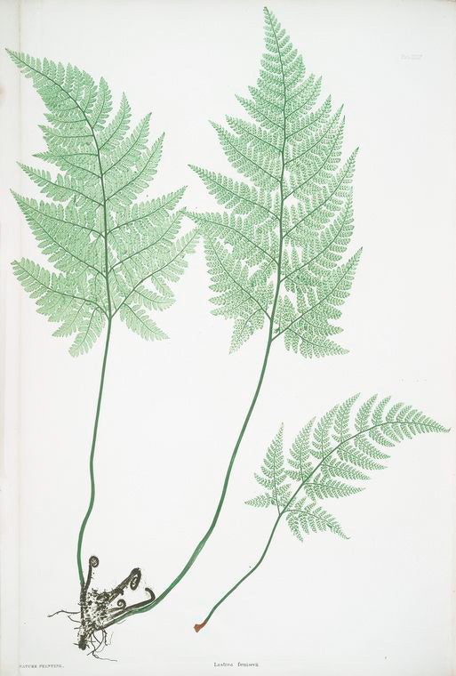 Lastrea foeniseeii. [The hay-scented, or Concave prickly-toothed buckler fern]