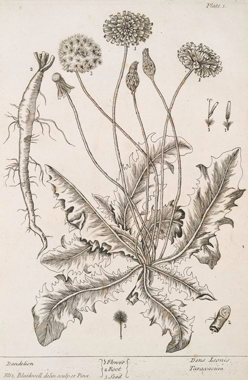 Dandelion.