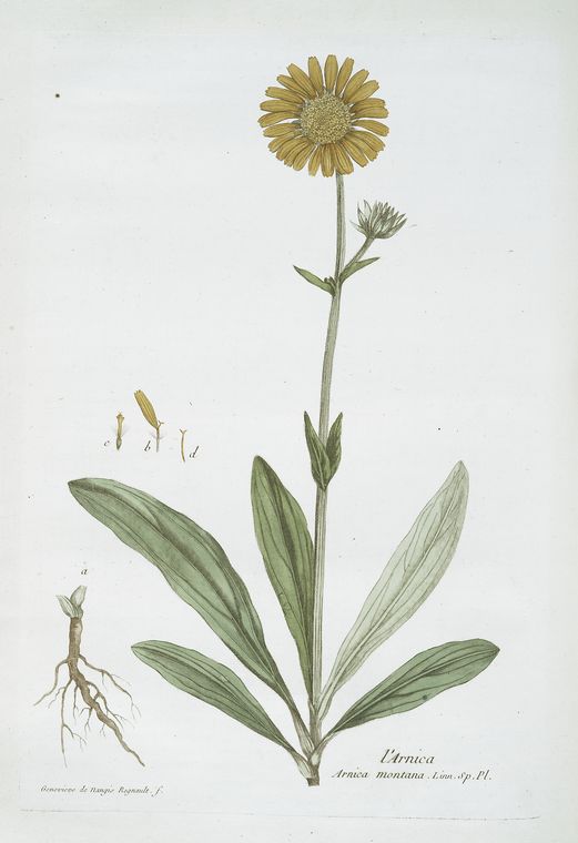 L'Arnica.