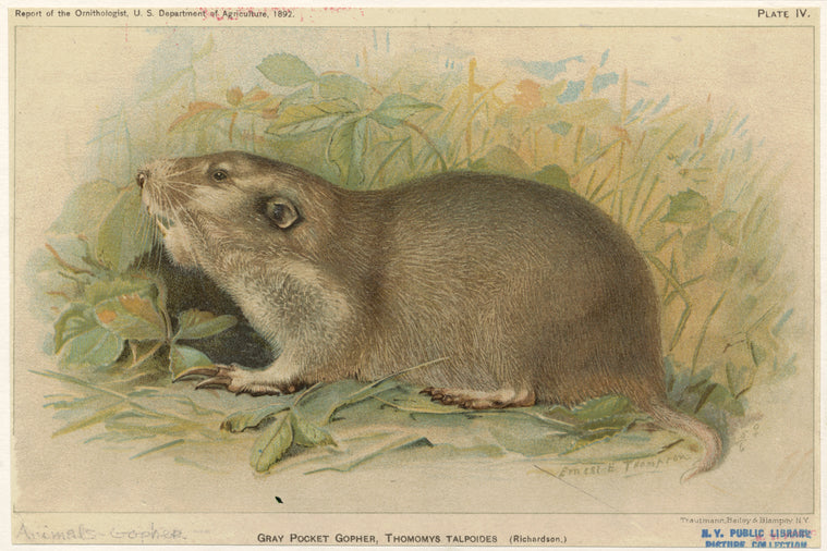 Gray pocket gopher, Thomomys talpoides (Richardson)