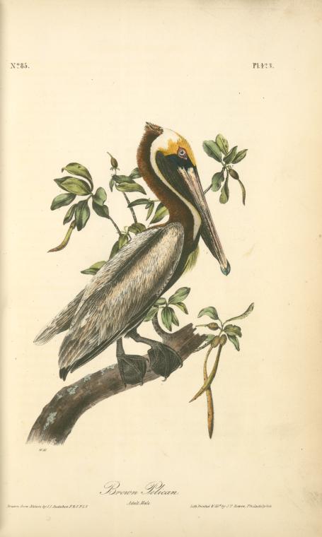 Brown Pelican, Adult Male