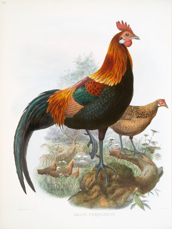 Gallus ferrugineus.