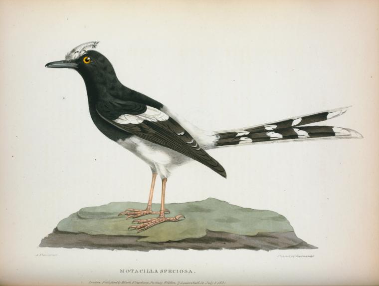 Motacilla speciosa.