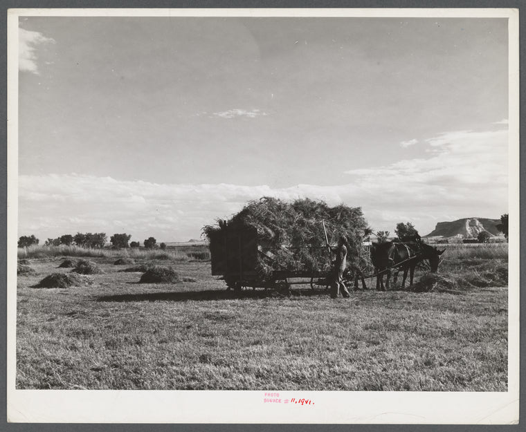 Taking in the hay on Scottsbluff Farmsteads, FSA (Farm Security Administration) project. Scottsbluff, Nebraska.