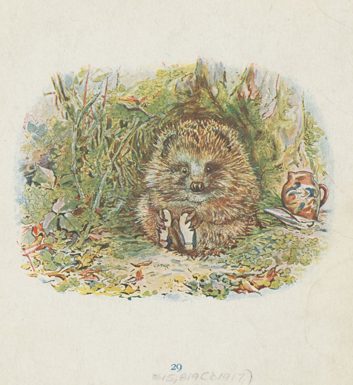 Hedgehog in the forest.