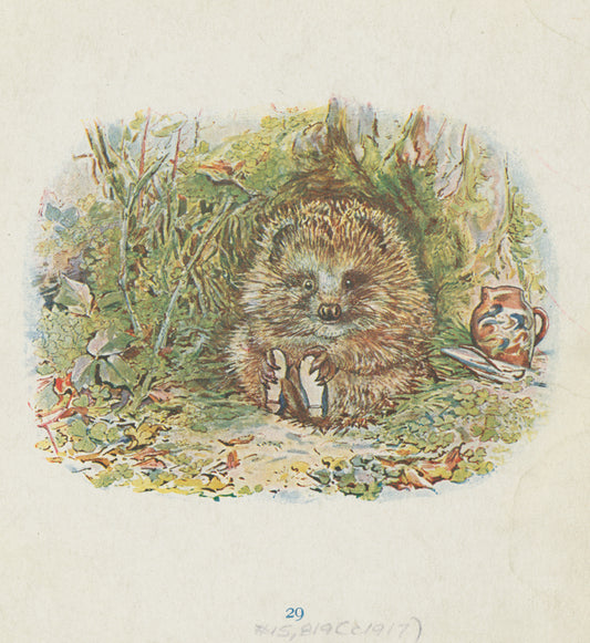 Hedgehog in the forest.