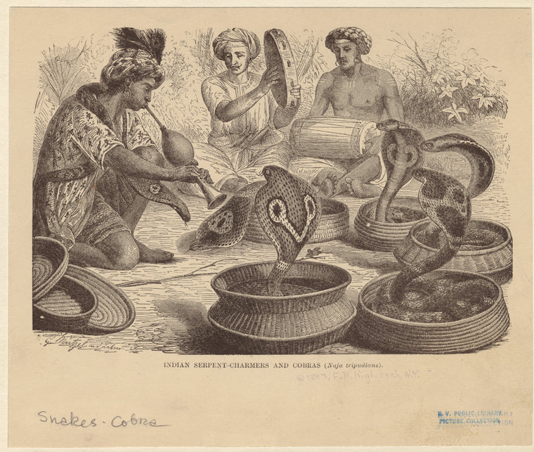 Indian serpent-charmers and cobras (naja tripudians)