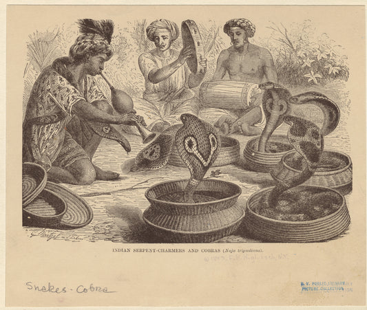 Indian serpent-charmers and cobras (naja tripudians)