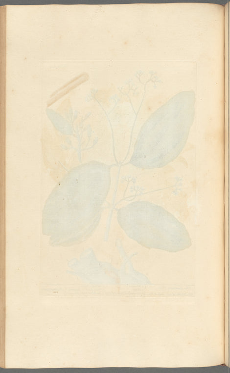 The cinamon tree