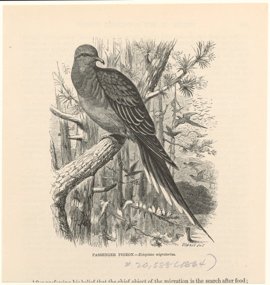 Passenger pigeon -- Ectopistes migratorius