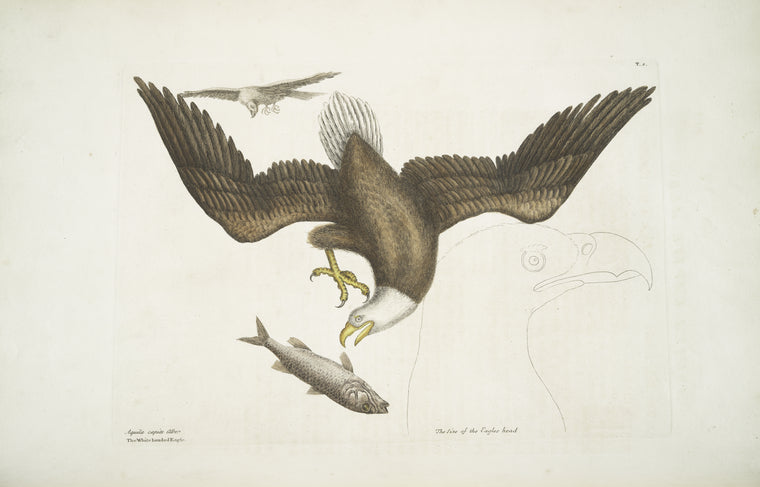 Aquila capite Albo, The White headed Eagle; The Size of the Eagle head.