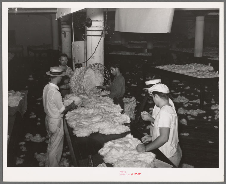 Sampling and grading cotton as to length and staple and grade under daylight conditions. Compress, Houston, Texas