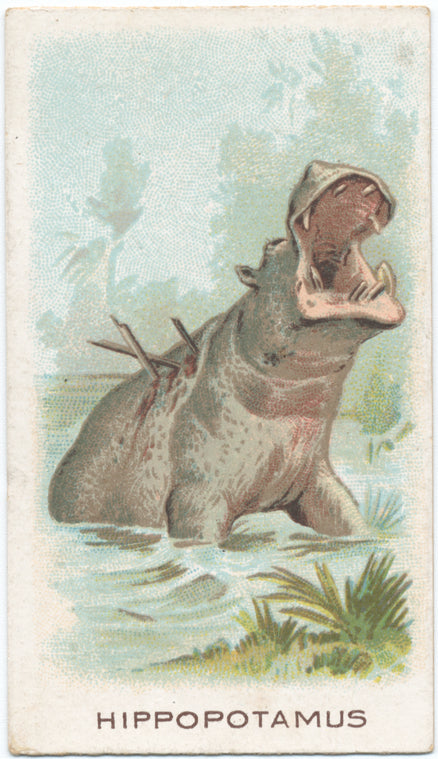Hippopotamus.