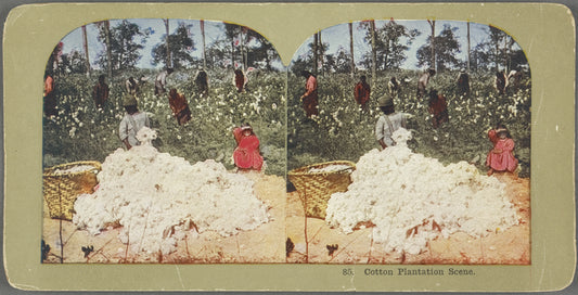 Cotton Plantation Scene