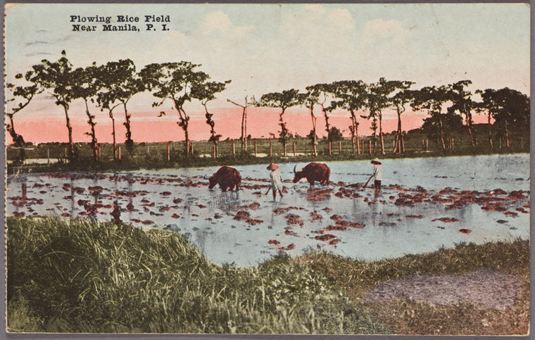 Plowing rice field near Manila, P.I.