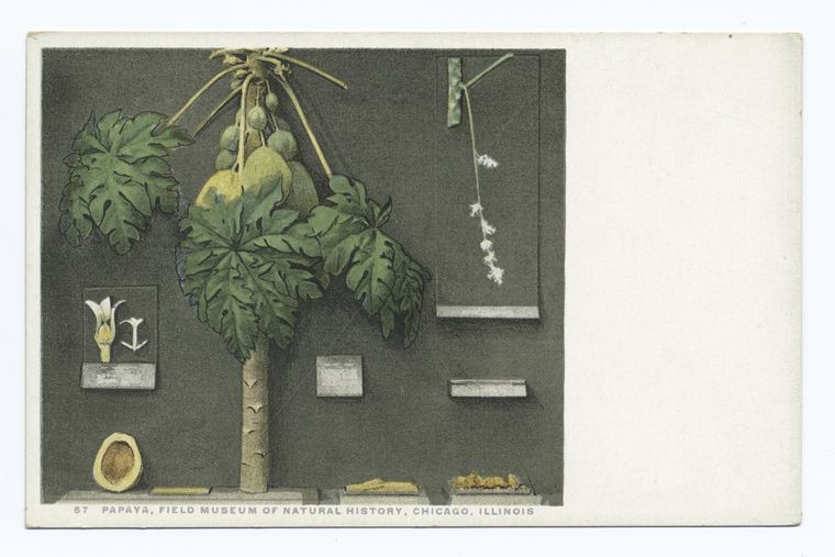 Papaya, Field Museum of Natural History, Chicago, Illinois