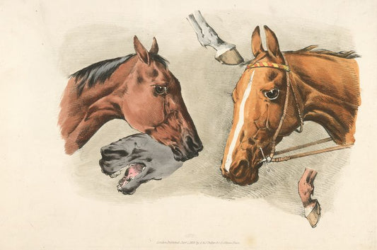 Horse heads and ...